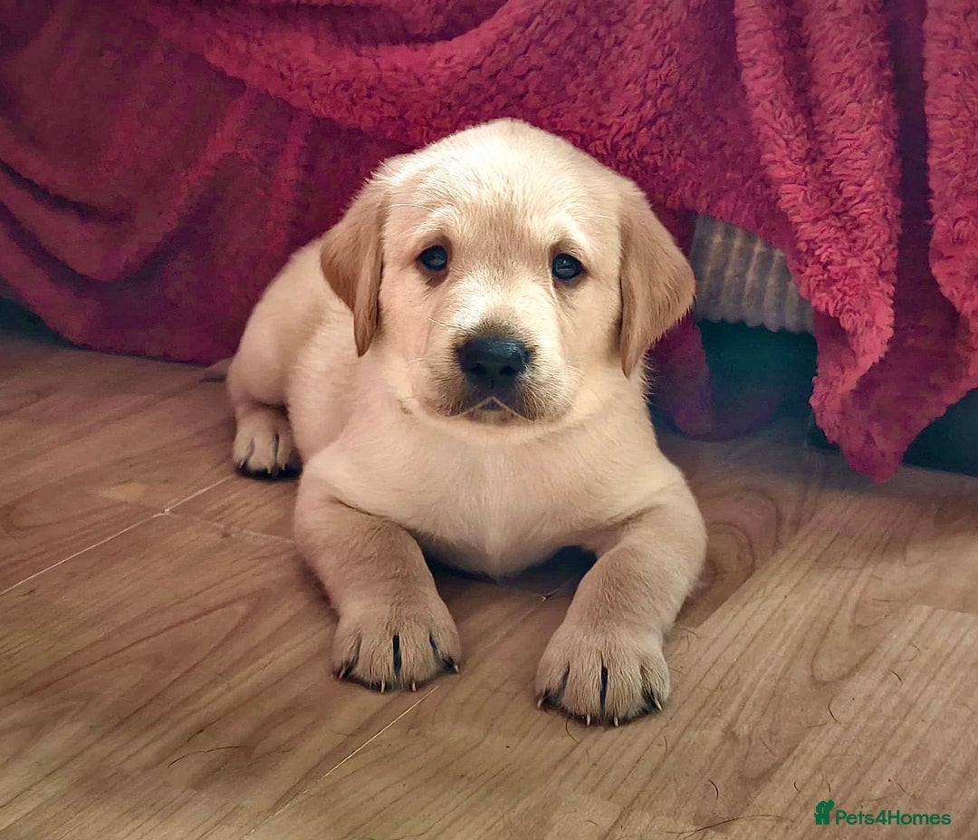 Labrador Retriever dogs for sale: Labrador Love Nuggets - 7 left - Image 20