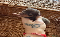 Chihuahua dogs for sale: Beautiful little Chi ready to reserve  - Image 1