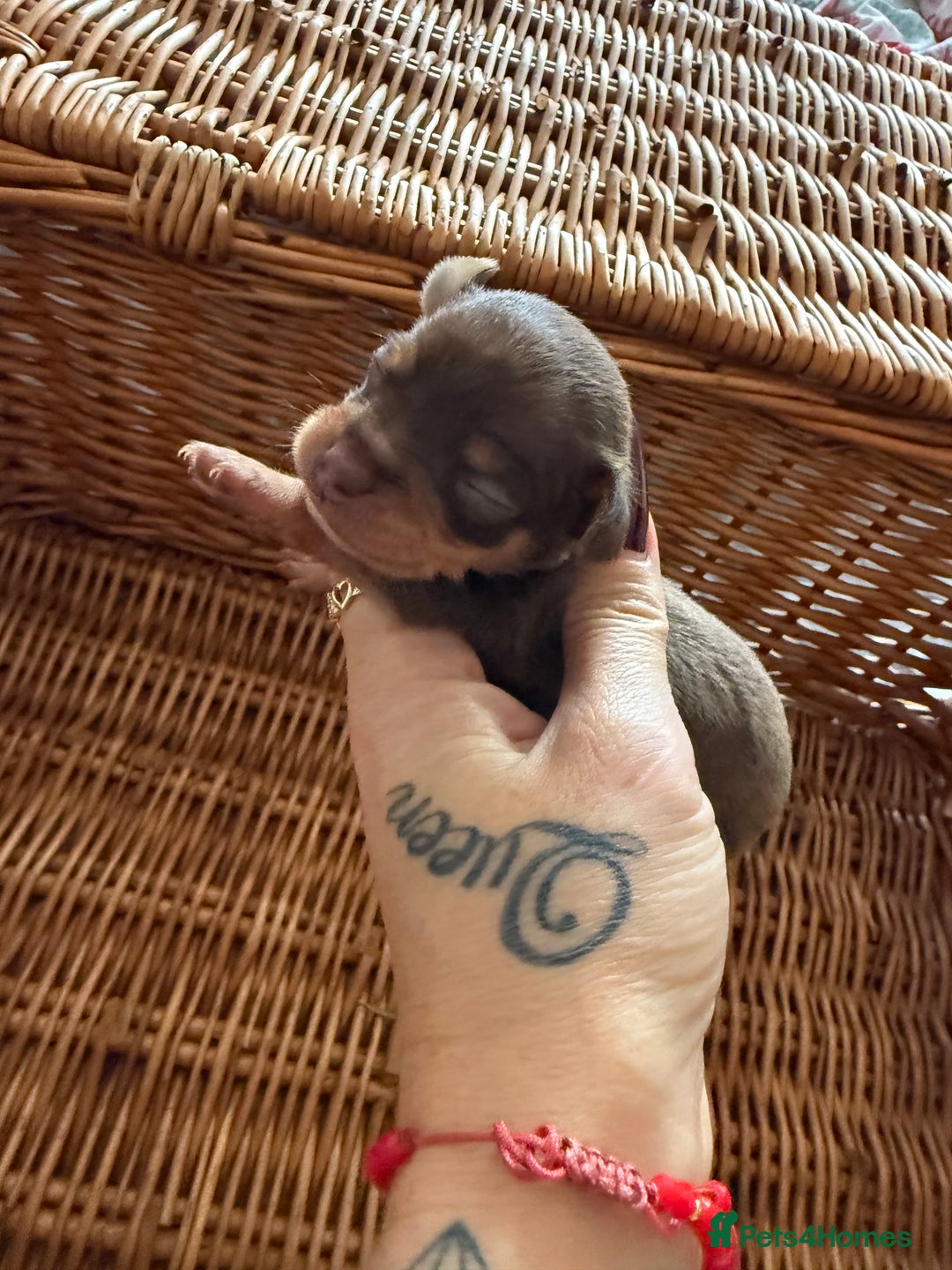 Chihuahua dogs for sale: Beautiful little Chi ready to reserve  - Image 1