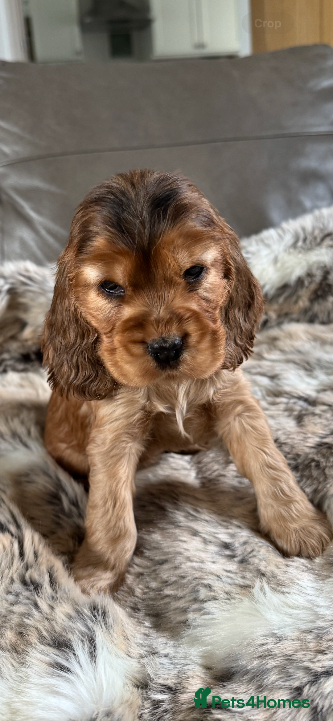 Cocker Spaniel dogs for sale: 🐶 Beautiful Show-Type Cocker Spaniel Puppies 🐶 - Advert 8