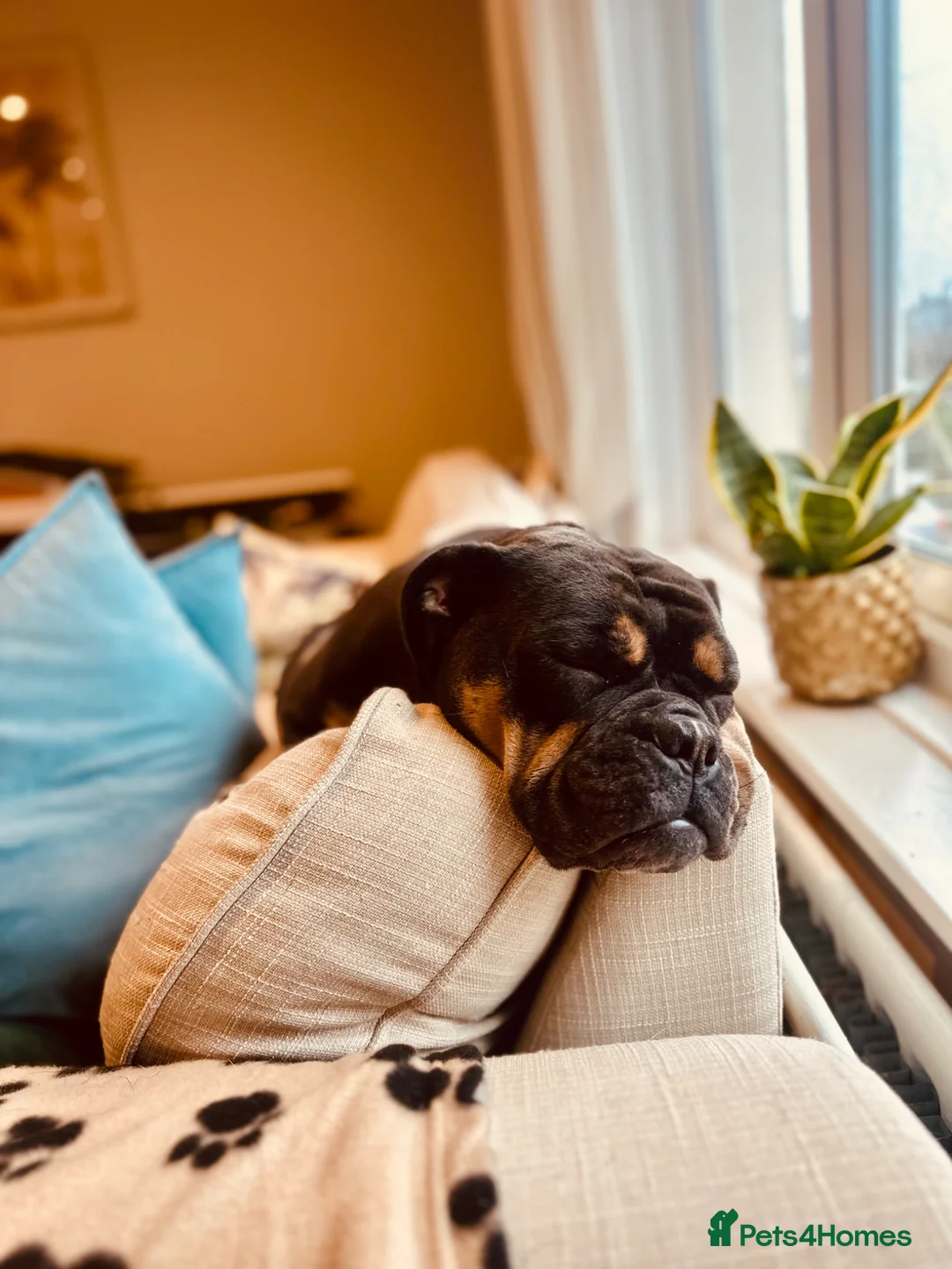 Olde English Bulldogge dogs for sale: Olde English Bulldog  in Poole - Advert 2