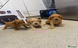 Cockapoo dogs for sale: 6 F1 cockapoo puppies 💕💙 - Image 8