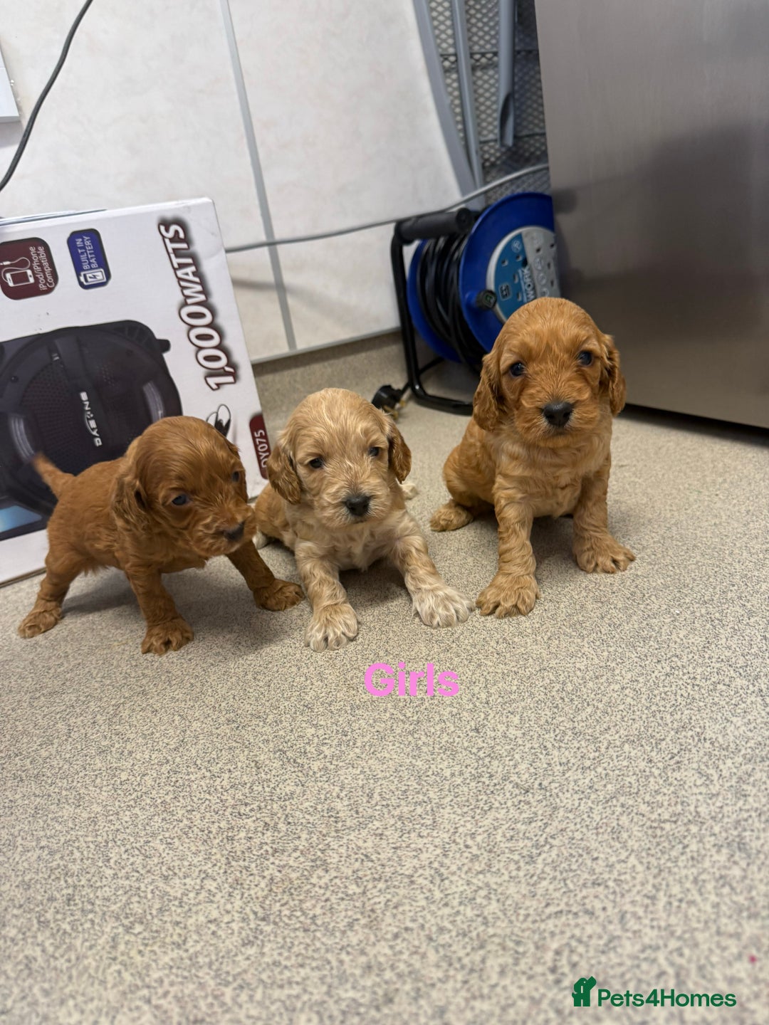 Cockapoo dogs for sale: 6 F1 cockapoo puppies 💕💙 - Image 8