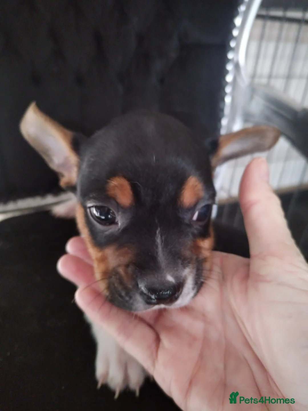 Mixed Breed dogs for sale: Jack Russel / Frenchie puppies  - Advert 3