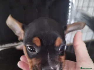 Mixed Breed dogs Jack Russel / Frenchie puppies - Advert 16