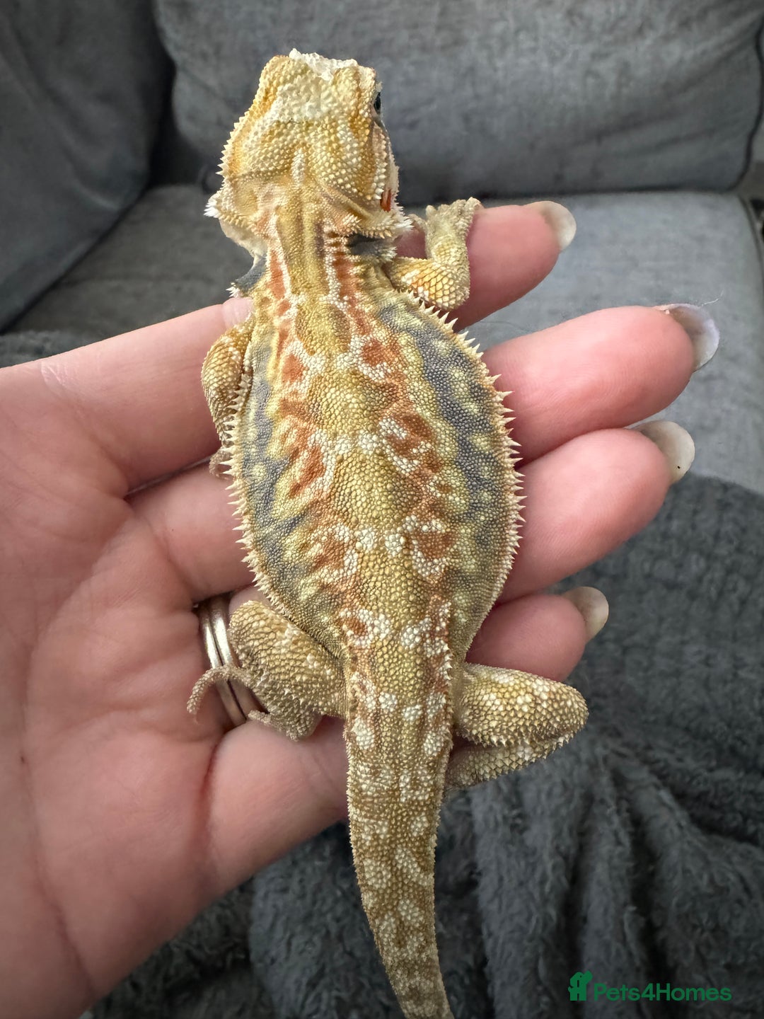 Bearded Dragon reptiles for sale: Bearded dragons for sale  - Image 3