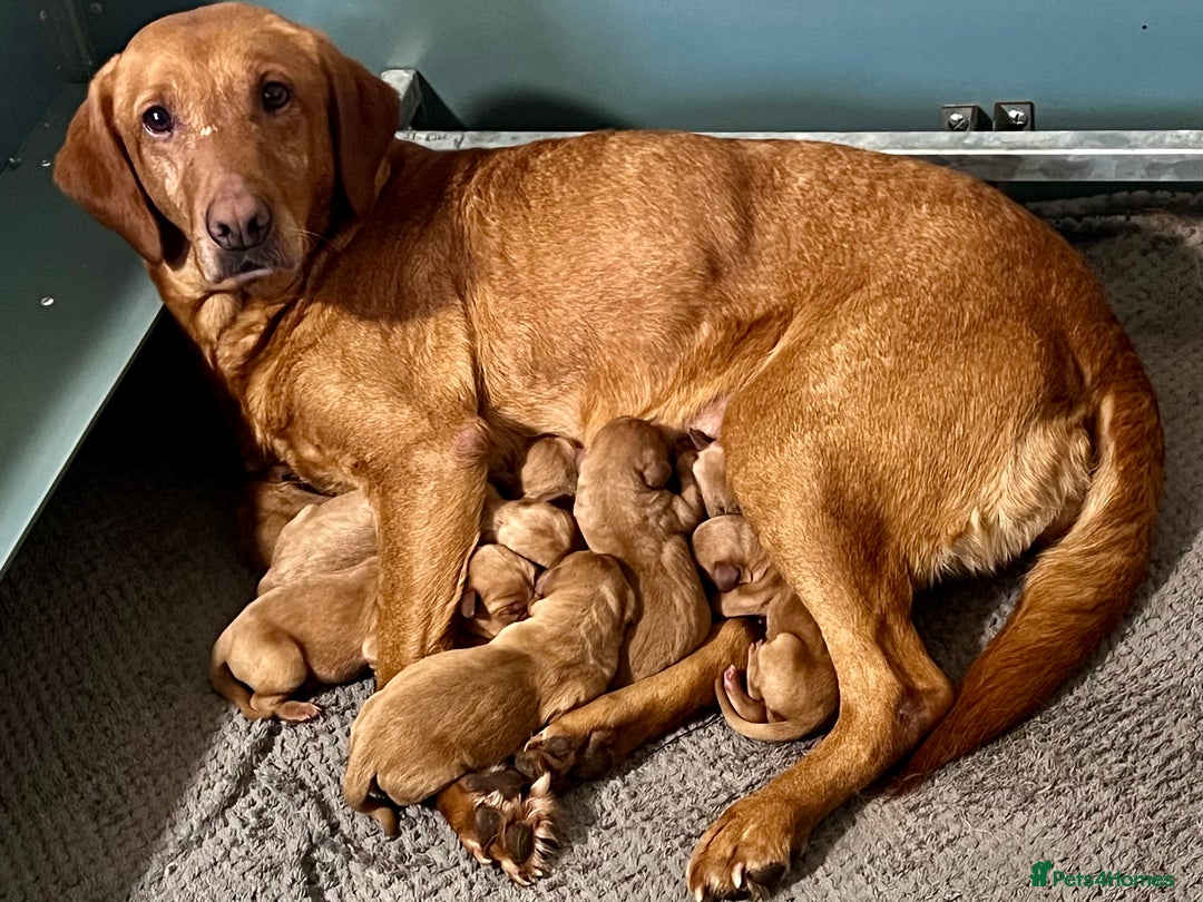 Labrador Retriever dogs for sale: SUPER DARK FOX RED PUPS FROM HEALTH TESTED PARENTS - Advert 6