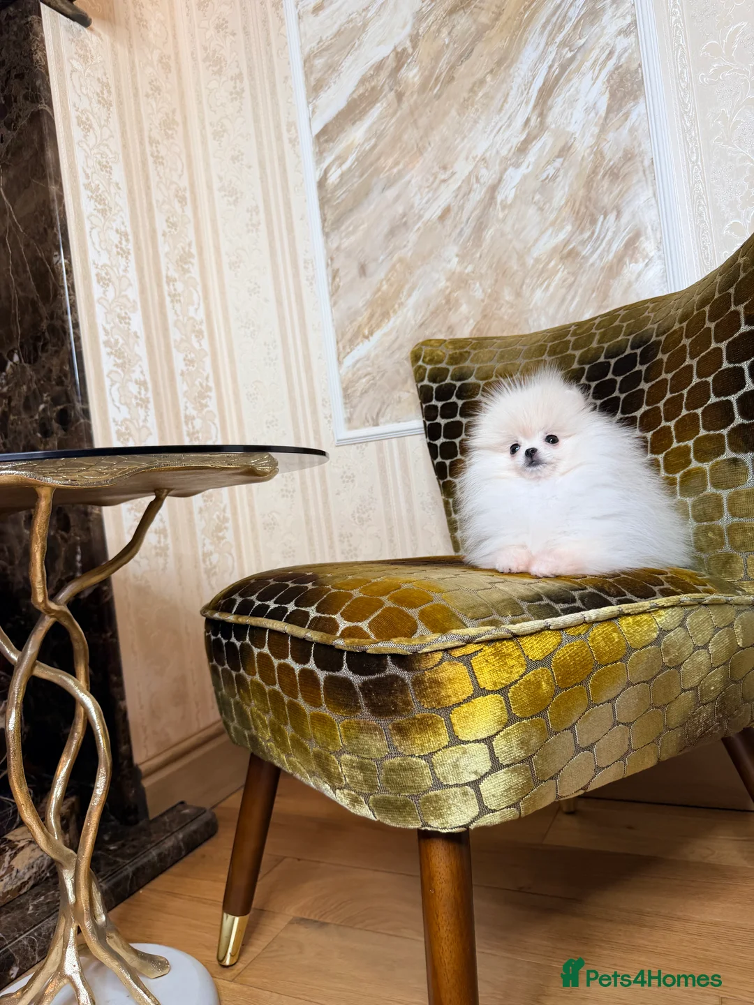 Pomeranian dogs for sale: Cute Pomeranian Girl and Boys - Advert 1