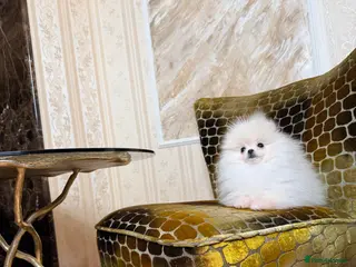 Pomeranian dogs Cute Pomeranian Girl and Boys - Advert 7