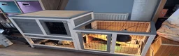 Hermann Tortoise reptiles for sale: Tortoise  in Dunfermline - Advert 2