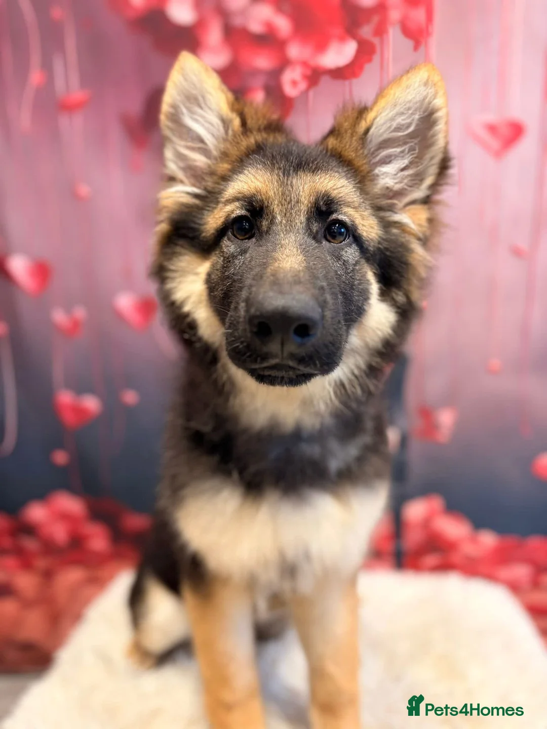 German Shepherd dogs for sale: German Shepard 9 month old puppy  - Advert 1