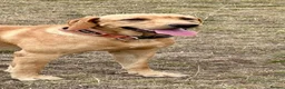 Labrador Retriever dogs for sale: SUPERB, HEALTHY, CHUNKY, FAMILY RAISED LABRADORS  - Advert 21