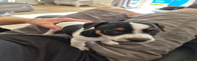 Jack Russell 1