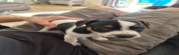 Jack Russell dogs for sale: Last female mini jack russle  - Advert 5
