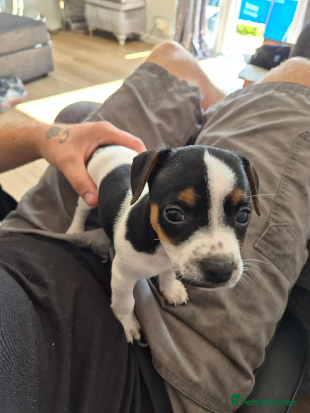 Jack Russell dogs for sale: Last female mini jack russle  - Advert 5