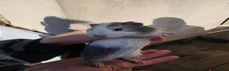 Guinea Pig rodents for sale: 3 baby guinea pigs - Advert 2