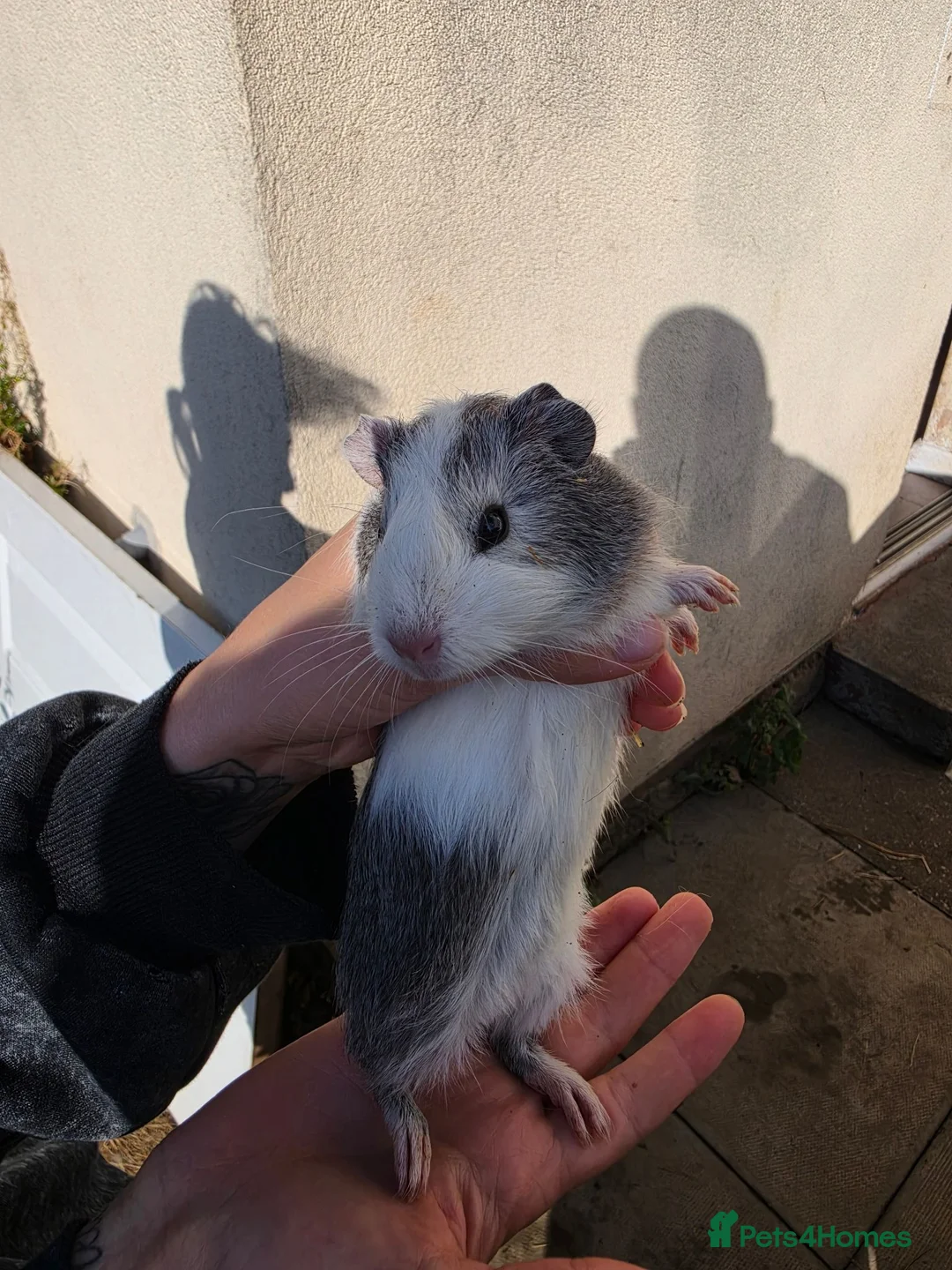Guinea Pig rodents for sale: 3 baby guinea pigs - Advert 2