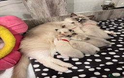 Ragdoll cats for sale: Beautiful Ragdoll Kittens  - Image 1