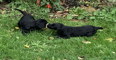Cocker Spaniel dogs - Advert 5