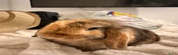 Mini Lop rabbits for sale: 2 mini lop bunnies for sale  - Advert 5
