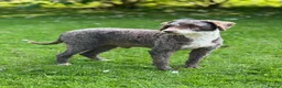 Poodle dogs for stud: Miniature Poodle at Stud Fully health tested  in Radstock - Advert 2