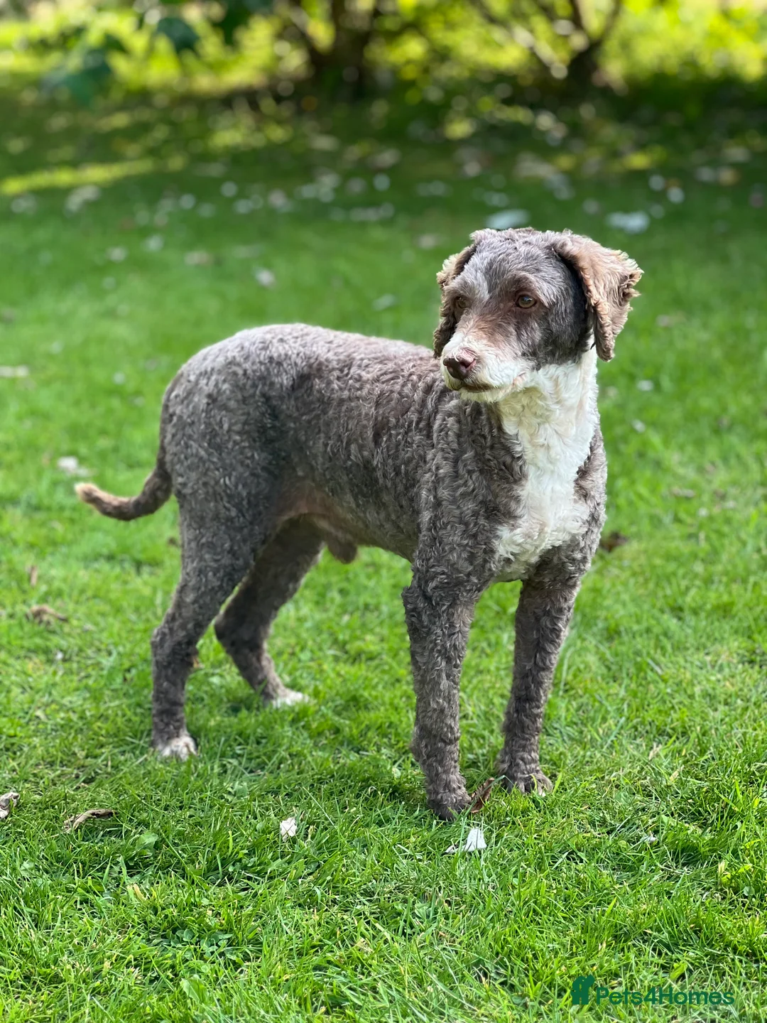 Poodle dogs for stud: Miniature Poodle at Stud Fully health tested  in Radstock - Advert 2