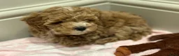 Maltipoo dogs for sale: Smallest maltipoos (read description) - Advert 10