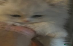 Persian cats for sale: 9 Week Old Persian Playful Kitten - Image 4