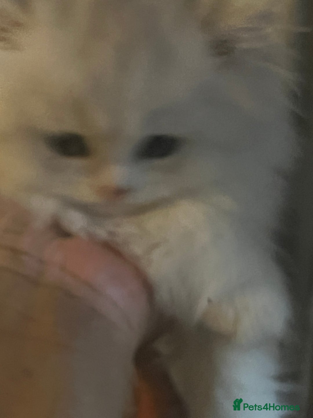 Persian cats for sale: 9 Week Old Persian Playful Kitten - Image 4