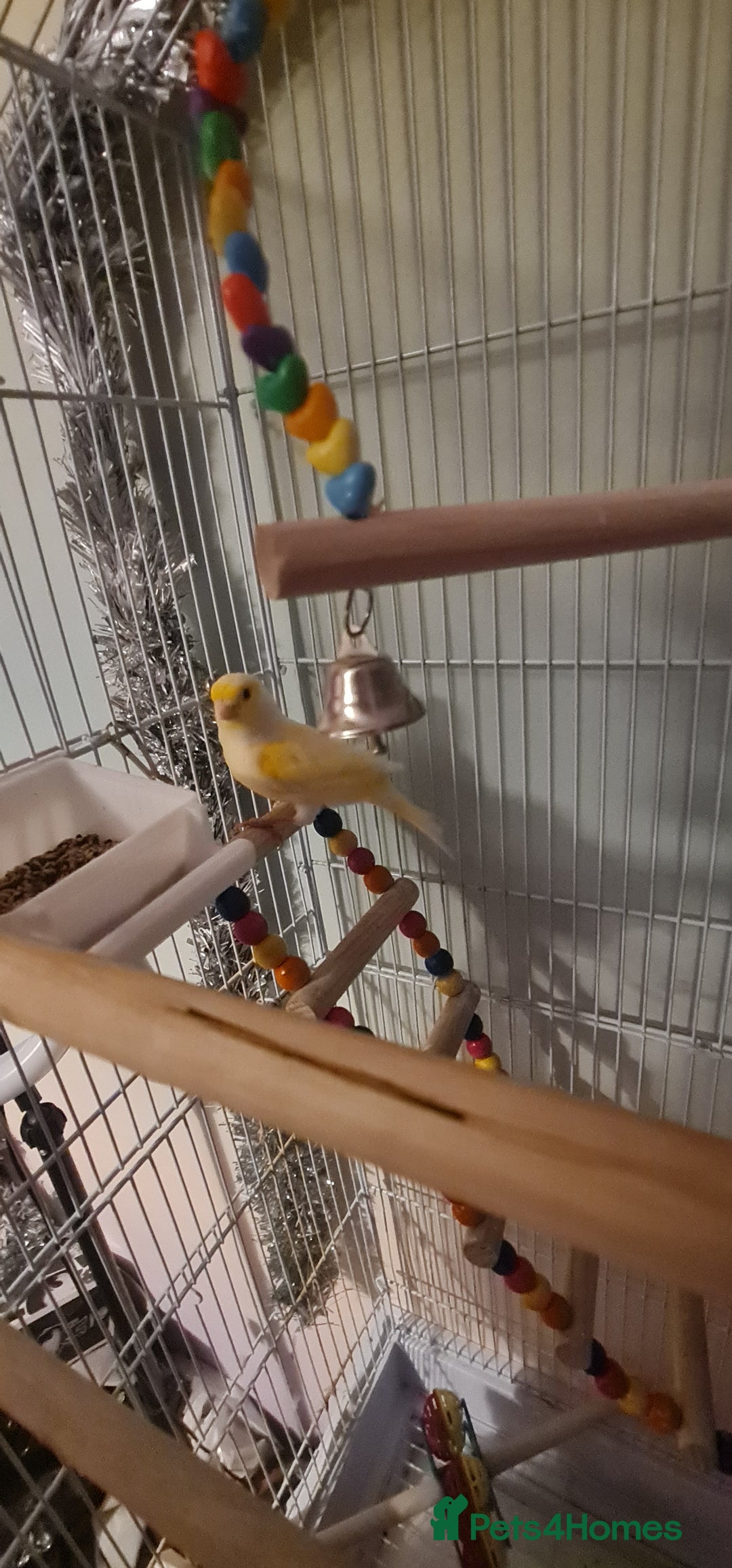 Canaries birds for sale: Male Canary with Cage & Accessories - Advert 1