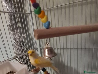 Canaries birds Male Canary with Cage & Accessories - Advert 2