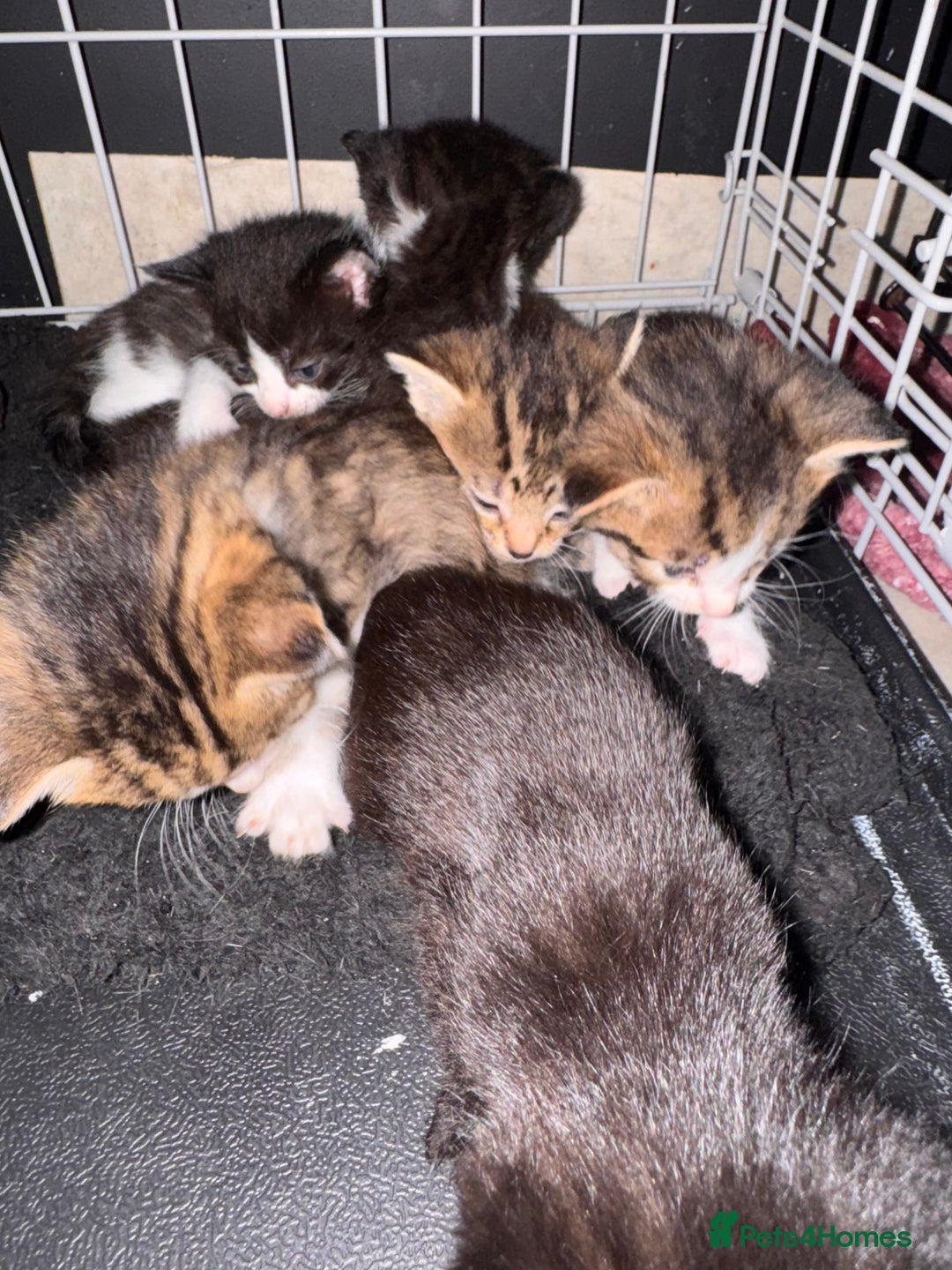 British Shorthair cats for sale: *** Absolutely Stunning Babies**** - Image 4