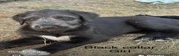 Irish Wolfhound dogs for sale: Stunning Irish Wolfhound Pups  - Advert 31