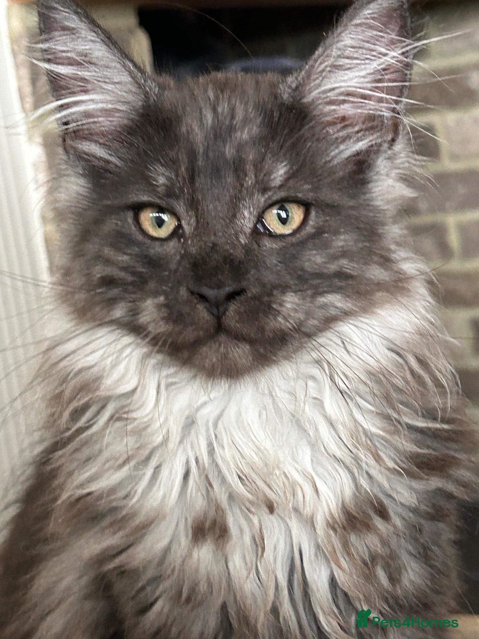 Maine Coon cats Mainecoon Kittens - Advert 1