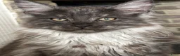 Maine Coon cats for sale: Mainecoon Kittens - Advert 1