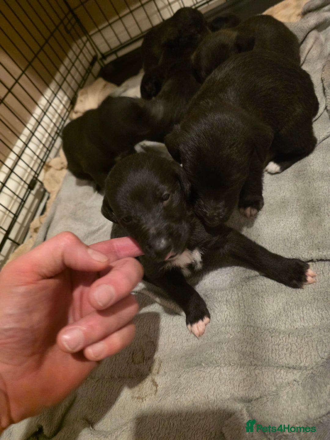 Mixed Breed dogs for sale: Bedlington whippet puppies  - Advert 3