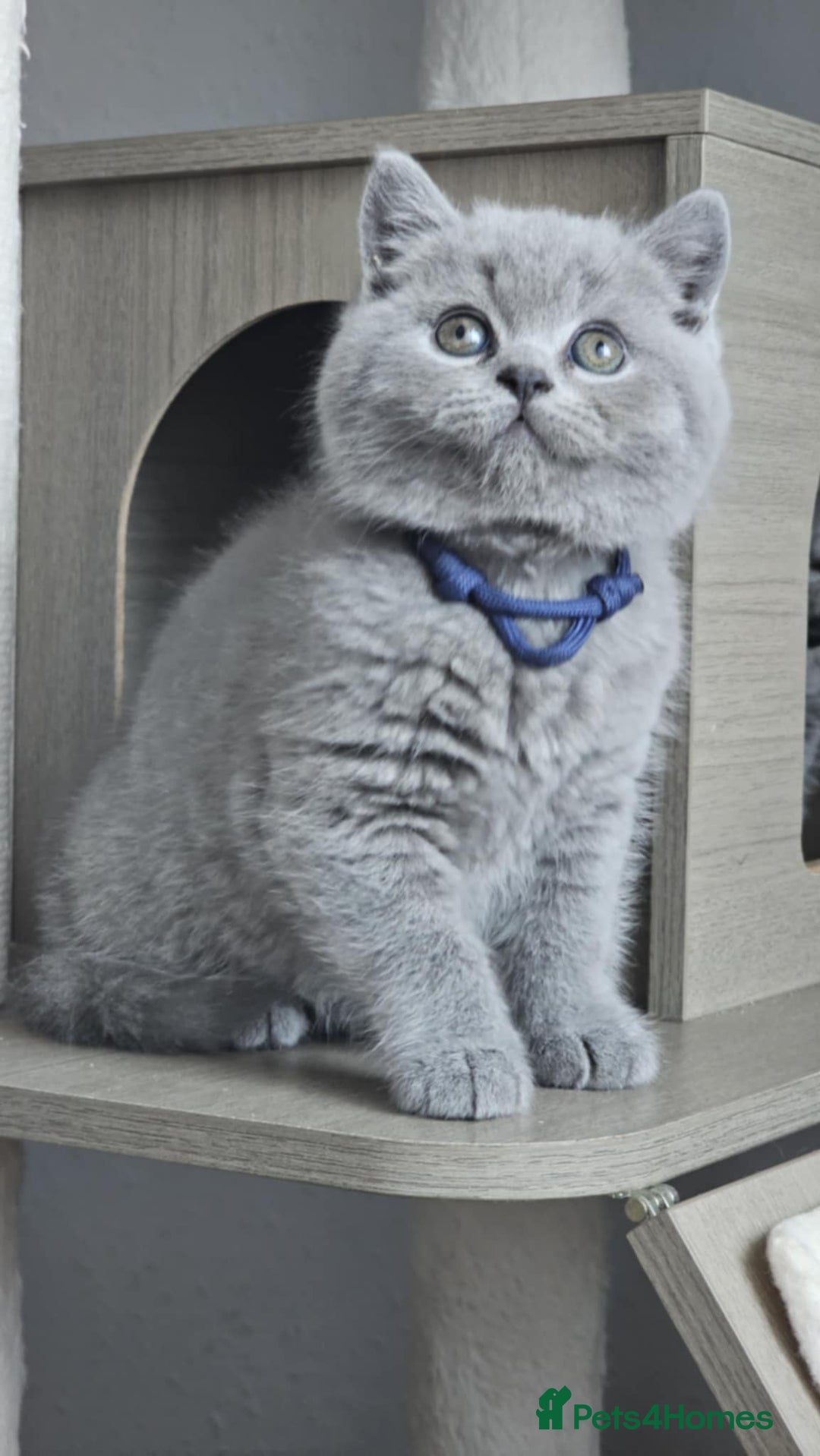 British Longhair cats for sale: GCCF  Show Quality Champion! - Image 10