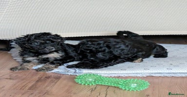 Cockapoo dogs F2b cockapoo Puppies (all females) - Advert 12