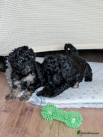 Cockapoo dogs F2b cockapoo Puppies (all females) - Advert 12