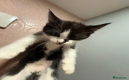 Mixed Breed cats for sale: Mainecoone x abysinian  - Image 3