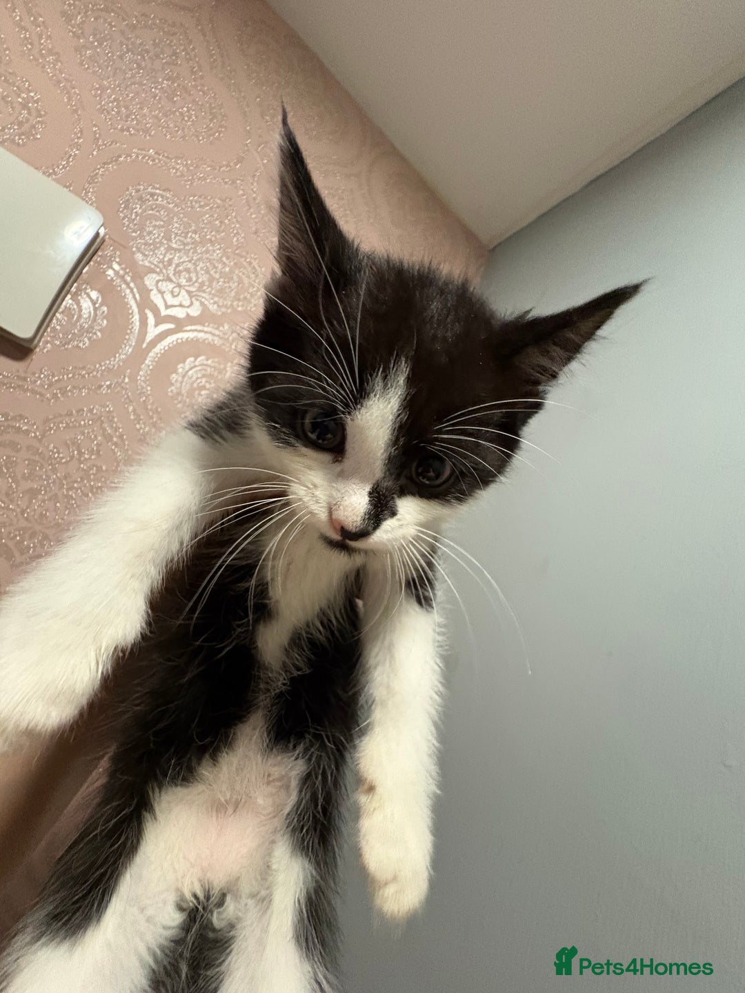 Mixed Breed cats for sale: Mainecoone x abysinian  - Image 3