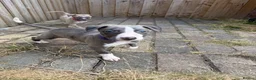 Whippet dogs for sale: Beautiful whippet puppies - Advert 1