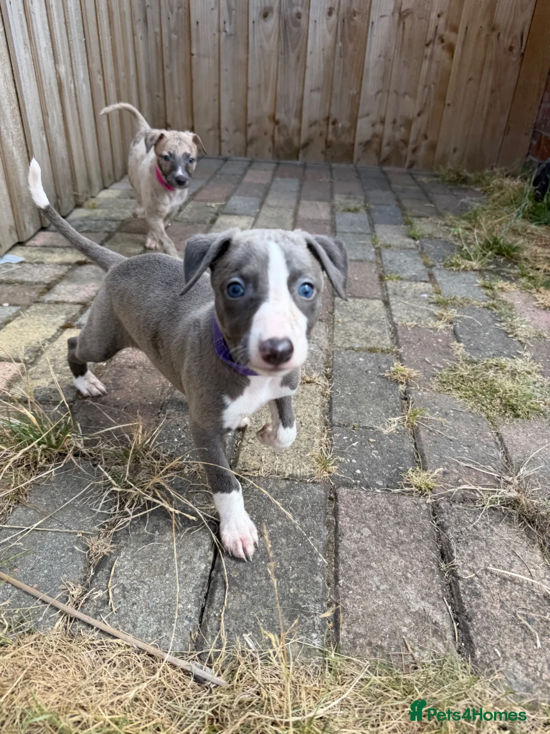 Whippet dogs for sale: Beautiful whippet puppies - Advert 1