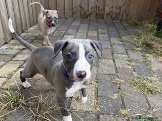 Whippet dogs Beautiful whippet puppies - Advert 5