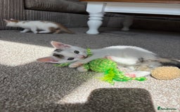 Domestic Shorthair cats for sale: 5 kittens available  - Image 5