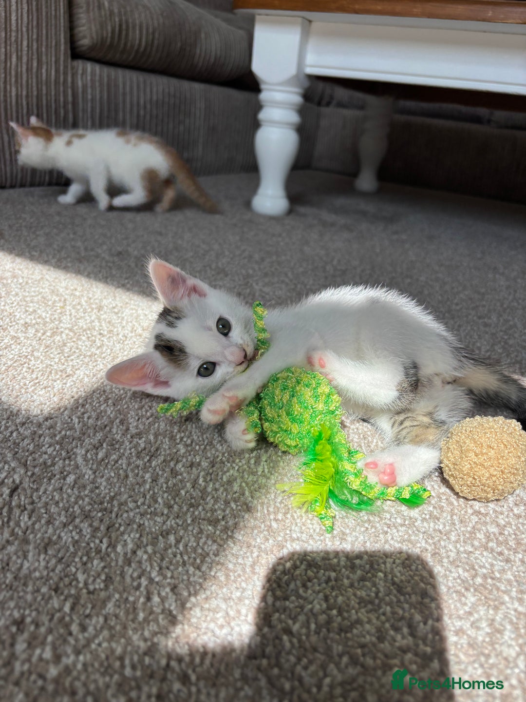 Domestic Shorthair cats for sale: 5 kittens available  - Image 5