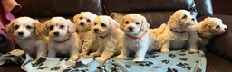 Cavachon dogs for sale: Cute Cavachon x bichon Frise puppies  - Advert 25