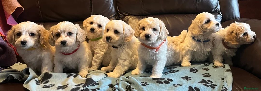 Cavachon dogs for sale: Cute Cavachon x bichon Frise puppies  - Advert 25