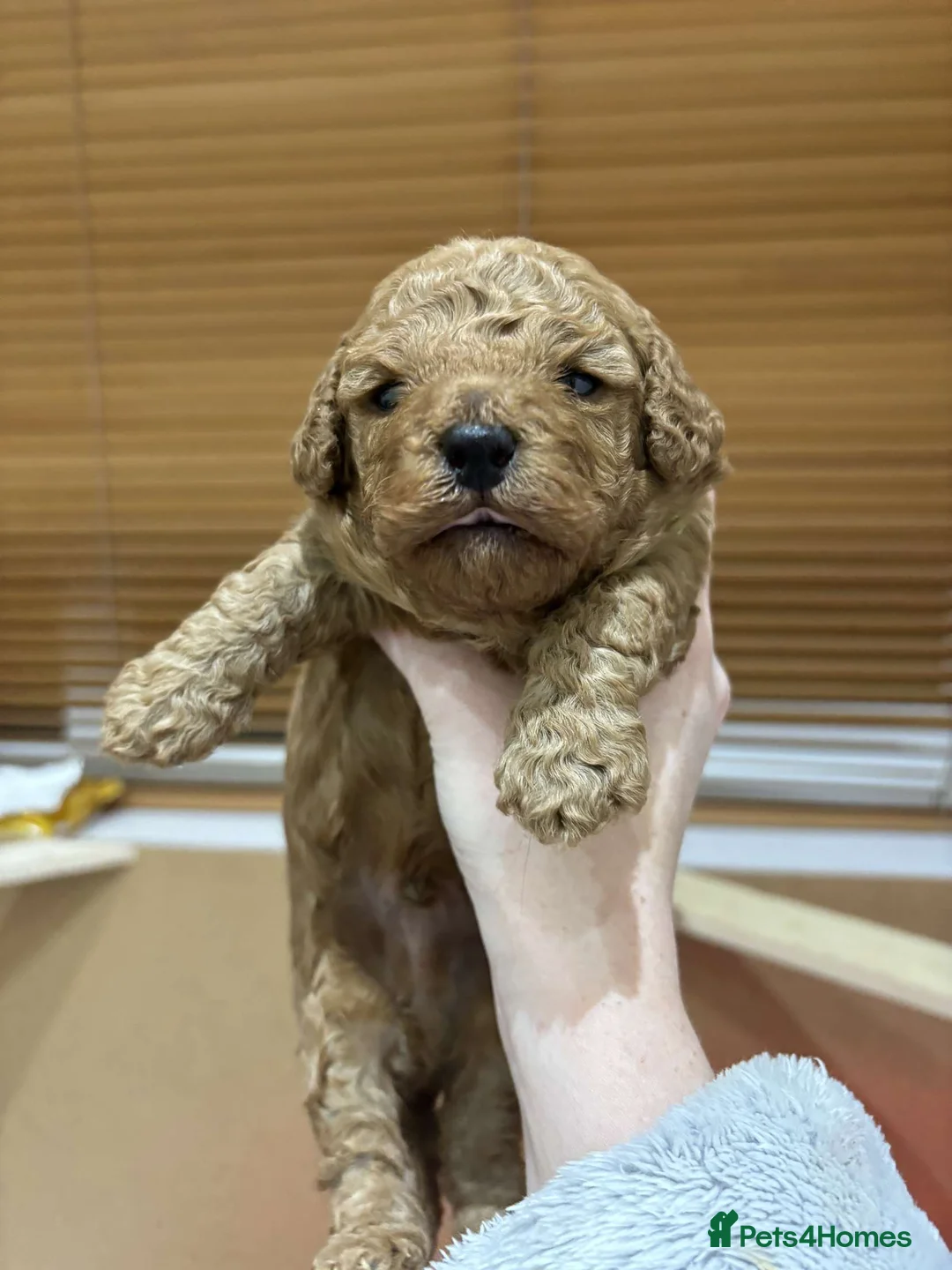 Cavapoo dogs for sale: Cavapoo Litter - Advert 10