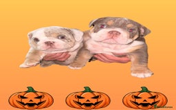 English Bulldog dogs for sale: Romeo & Juliet  - Image 5